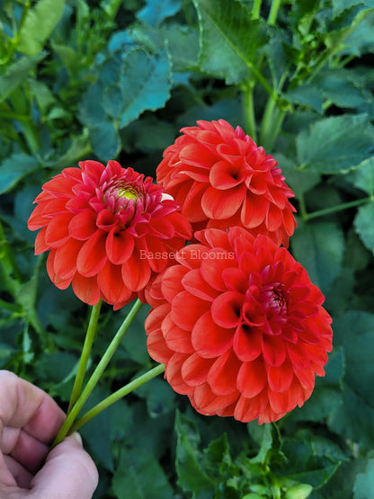 Lollipop - Dahlia Tuber