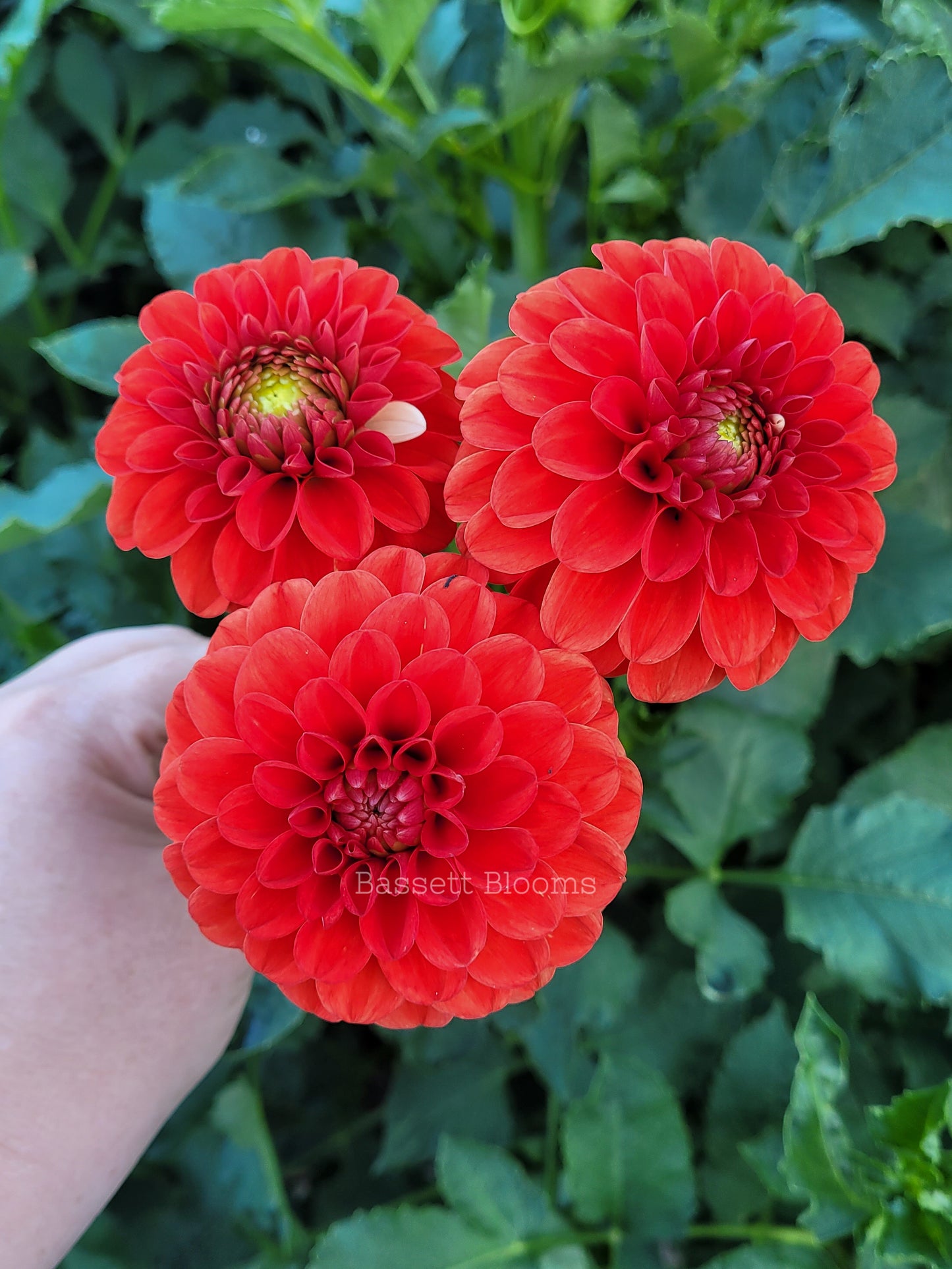 Lollipop - Dahlia Tuber