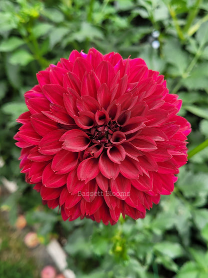 Merlot - Dahlia Tuber