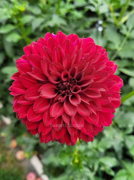 Merlot - Dahlia Tuber