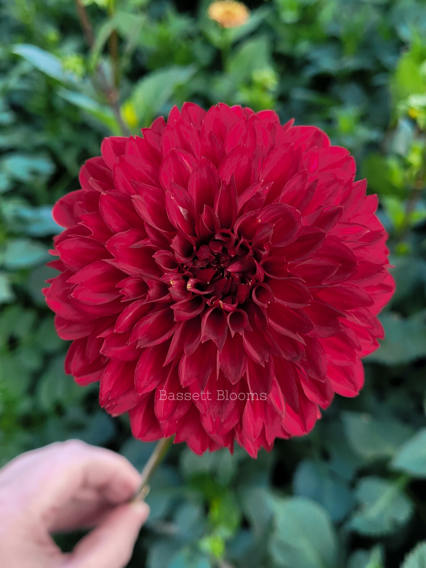 Merlot - Dahlia Tuber