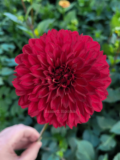 Merlot - Dahlia Tuber