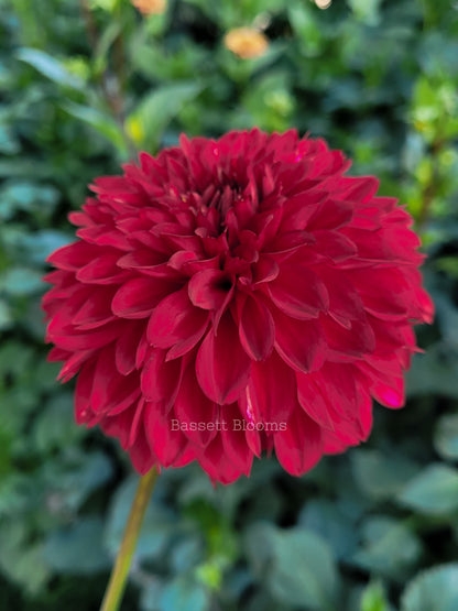 Merlot - Dahlia Tuber