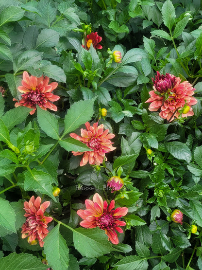 Miss Brandy - Dahlia Tuber