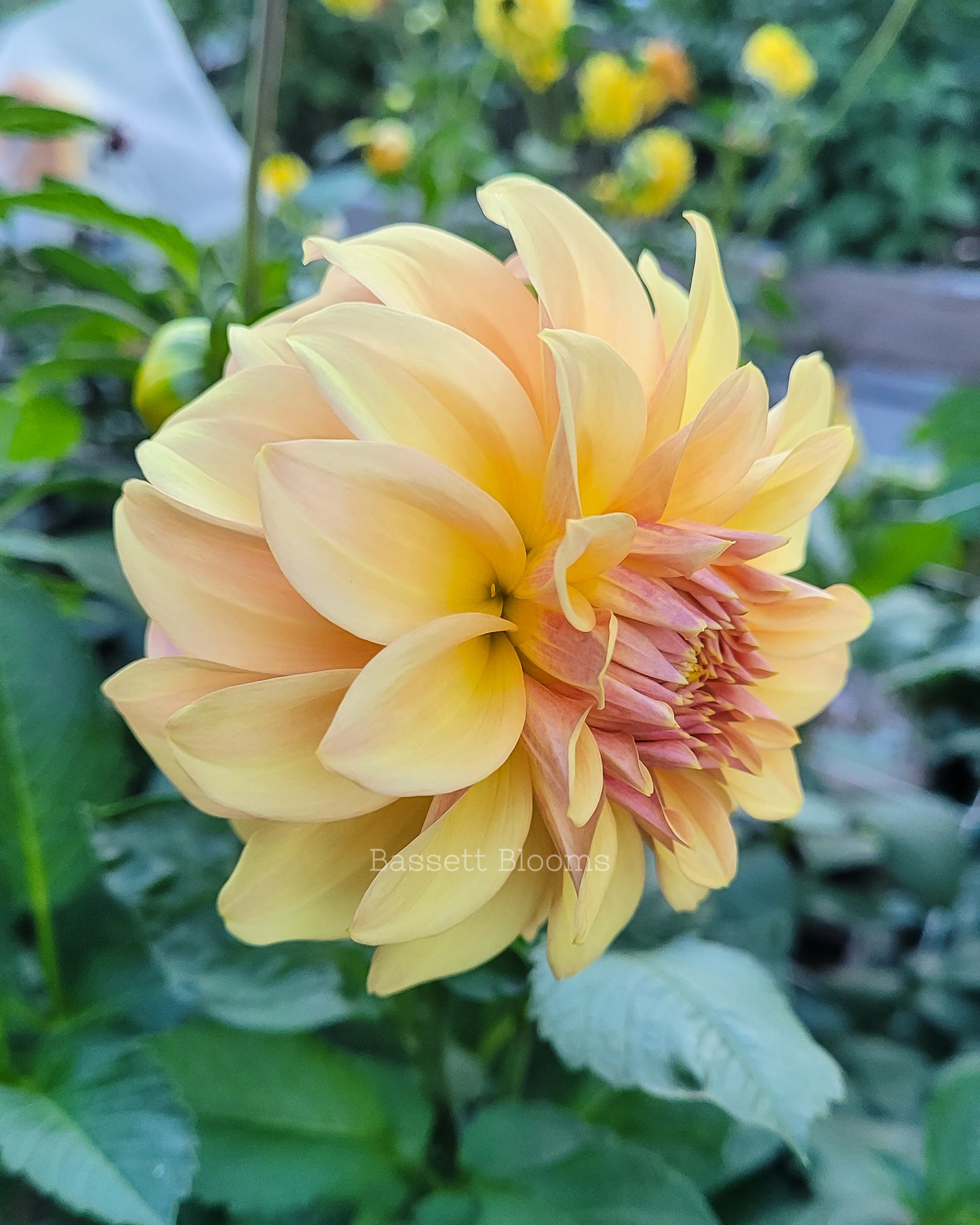 Miss Amara - Dahlia Tuber