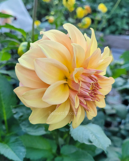 Miss Amara - Dahlia Tuber