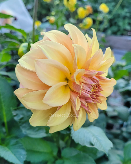 Miss Amara - Dahlia Tuber