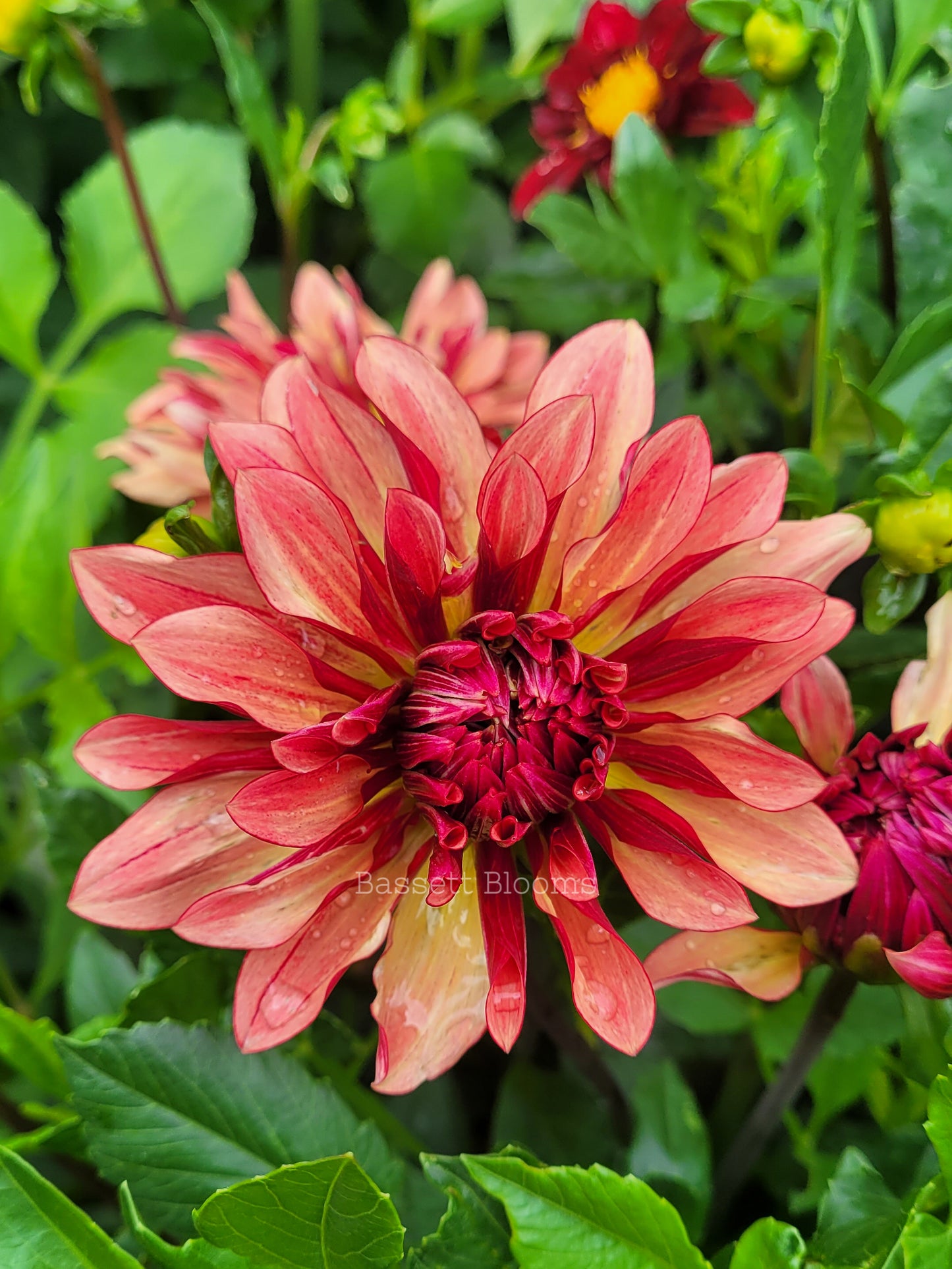 Miss Brandy - Dahlia Tuber