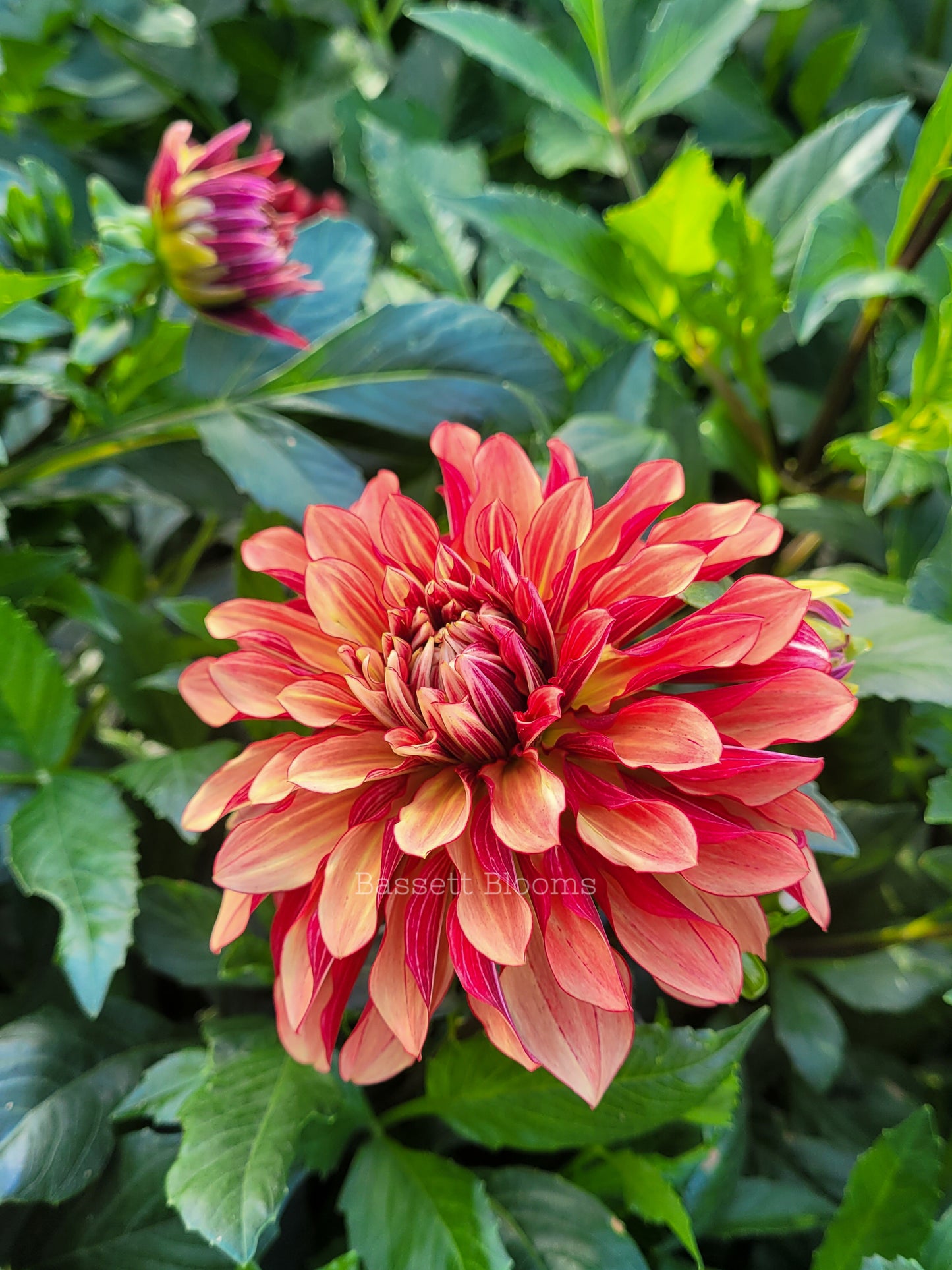 Miss Brandy - Dahlia Tuber