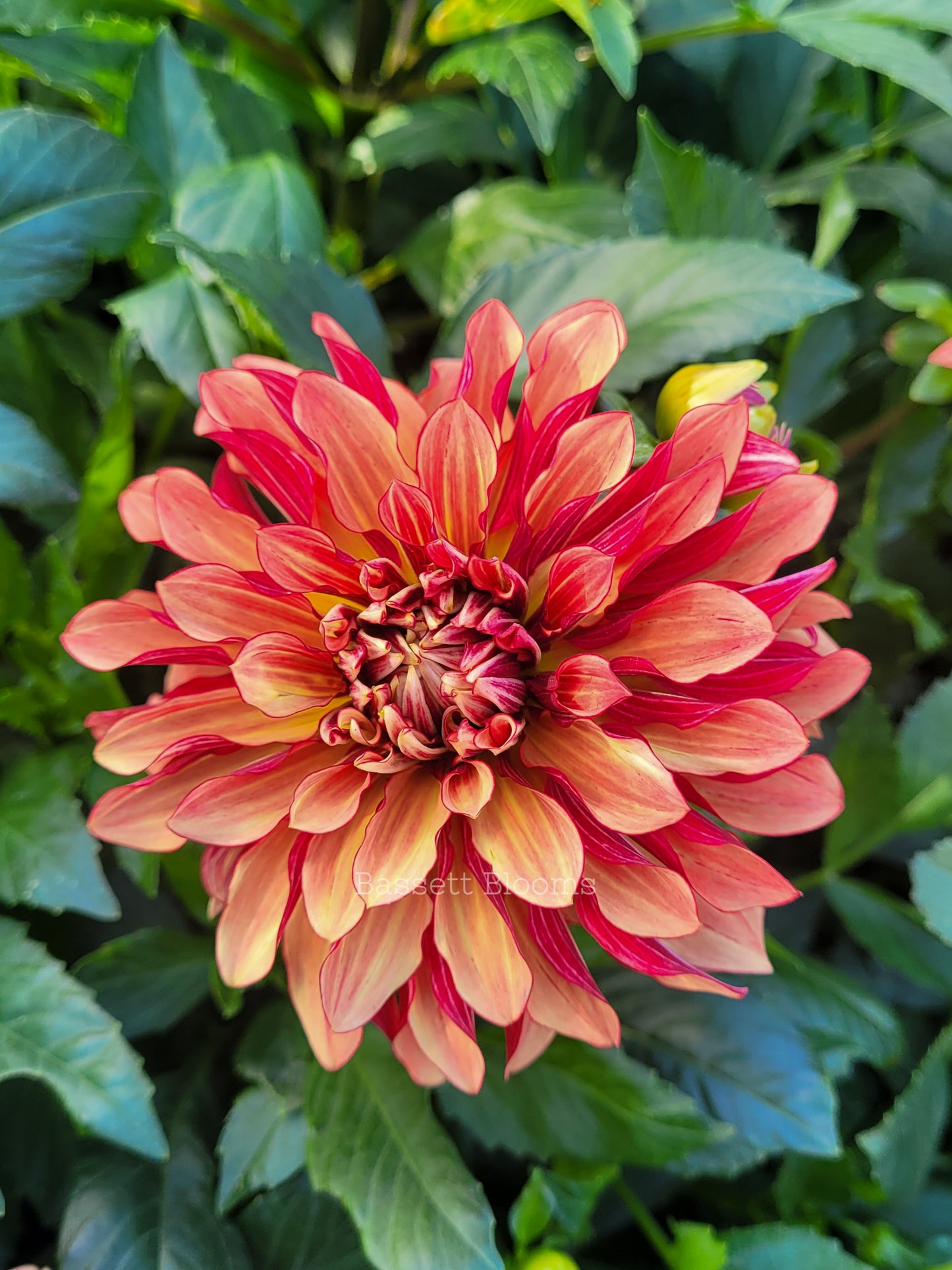 Miss Brandy - Dahlia Tuber
