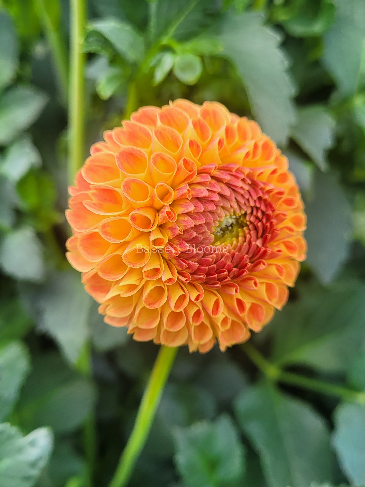 Ms Kennedy - Dahlia Tuber