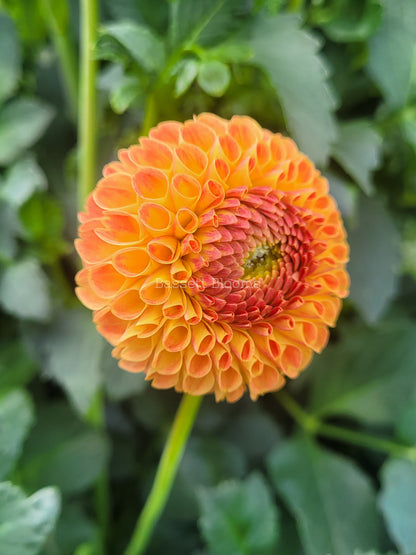 Ms Kennedy - Dahlia Tuber