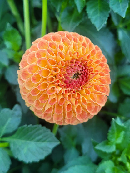 Ms Kennedy - Dahlia Tuber