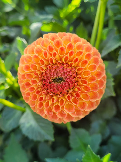Ms Kennedy - Dahlia Tuber