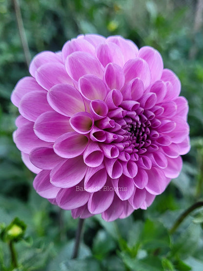 NOID Lavender Ball - Dahlia Tuber