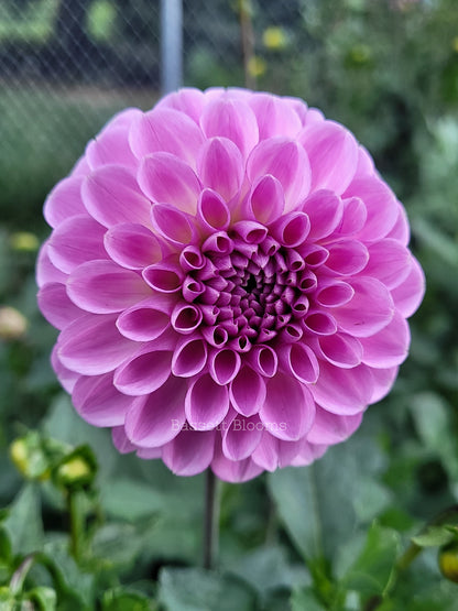 NOID Lavender Ball - Dahlia Tuber