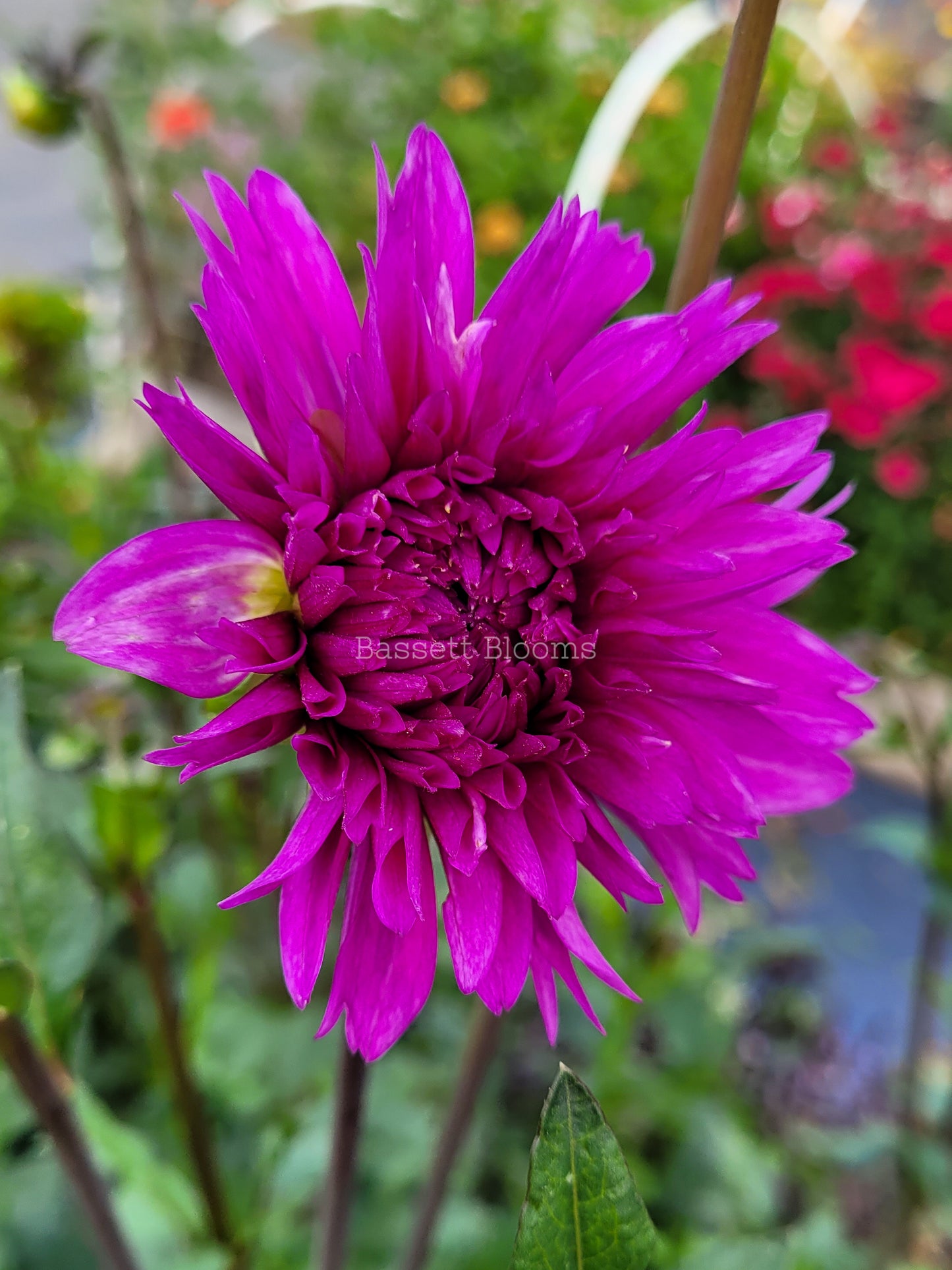 Ooh La La - Dahlia Tuber