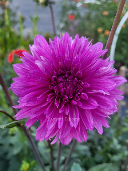 Ooh La La - Dahlia Tuber