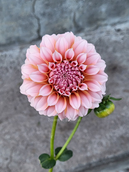 Peaches N' Cream - Dahlia Tuber