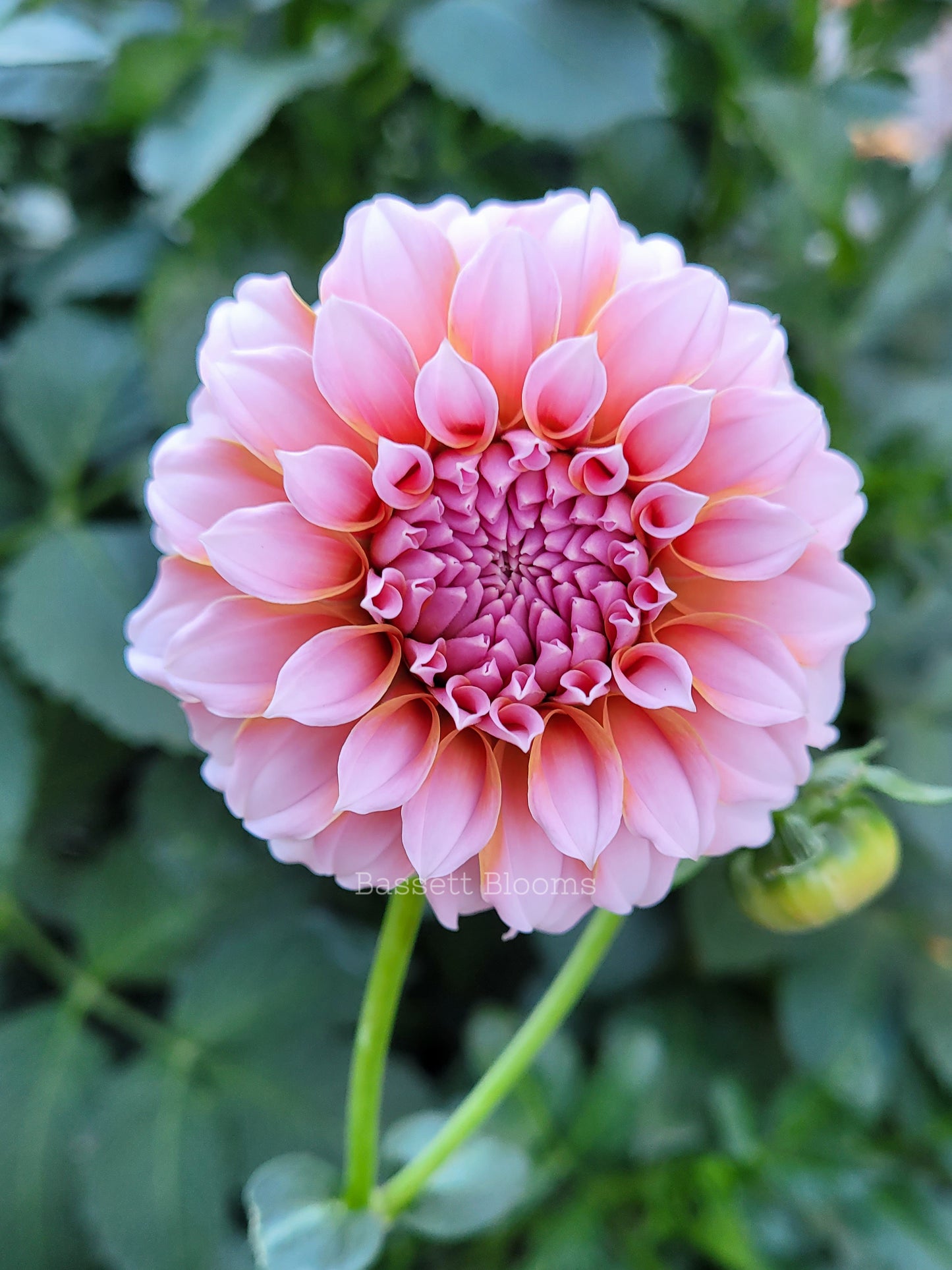 Peaches N' Cream - Dahlia Tuber