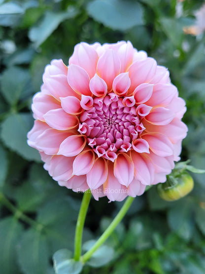 Peaches N' Cream - Dahlia Tuber