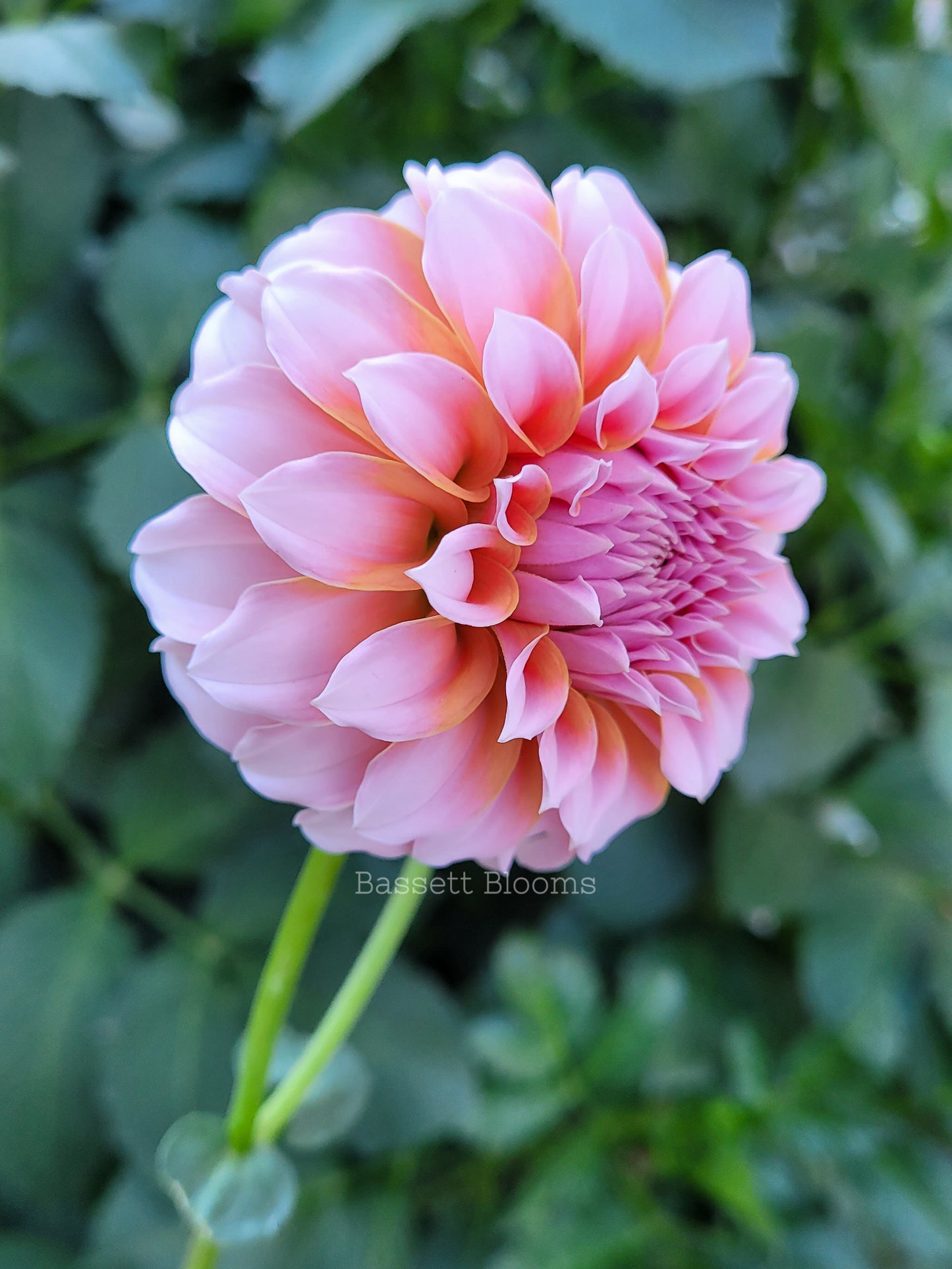 Peaches N' Cream - Dahlia Tuber