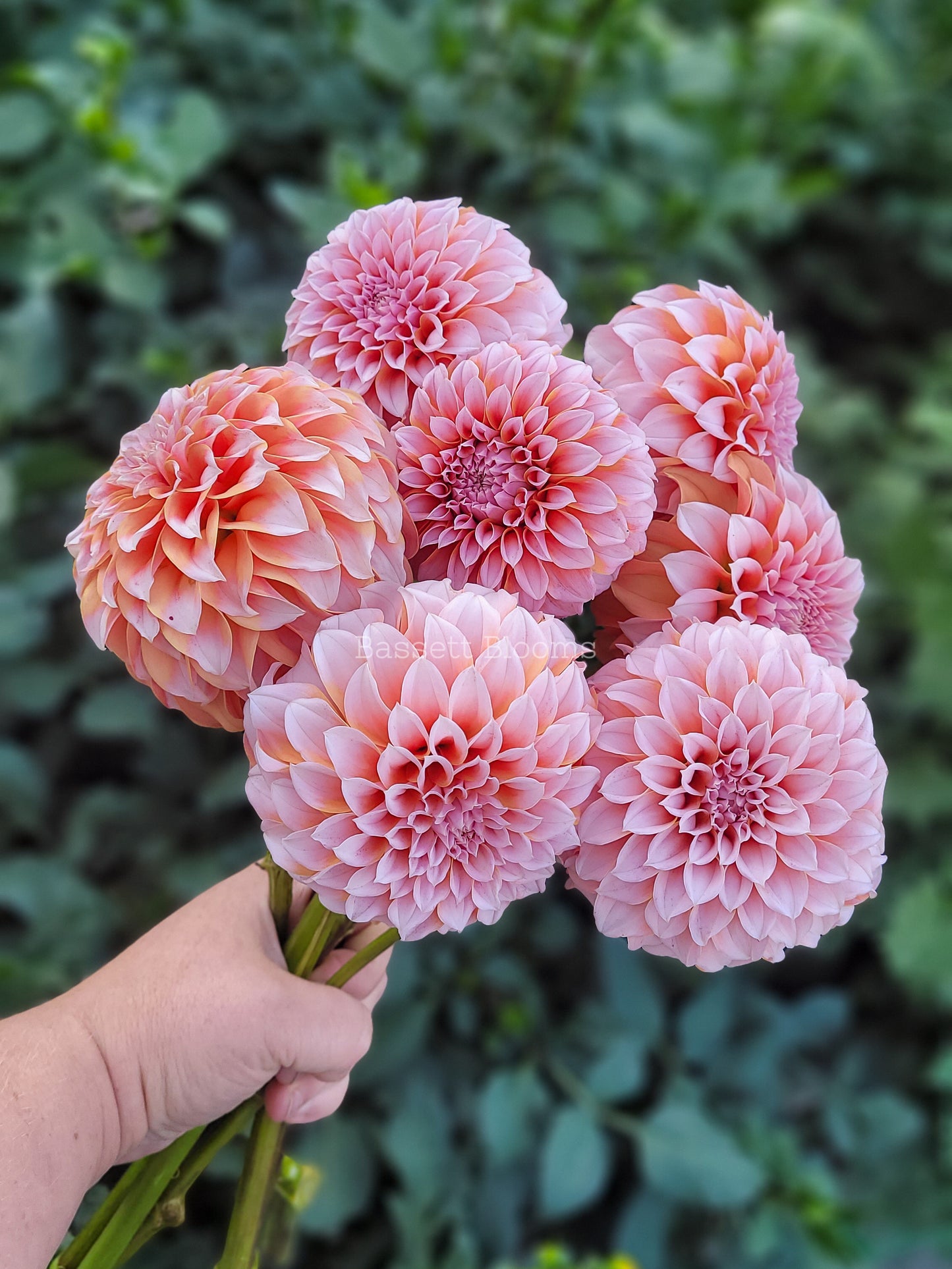 Peaches N' Cream - Dahlia Tuber