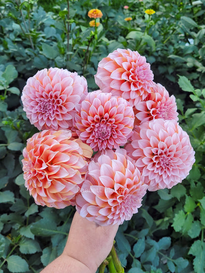 Peaches N' Cream - Dahlia Tuber