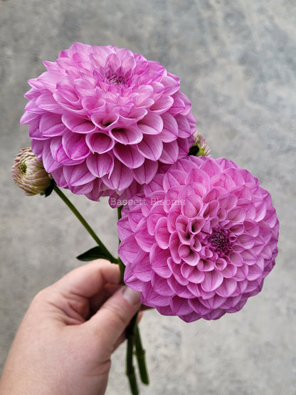 Pink Robin Hood - Dahlia Tuber