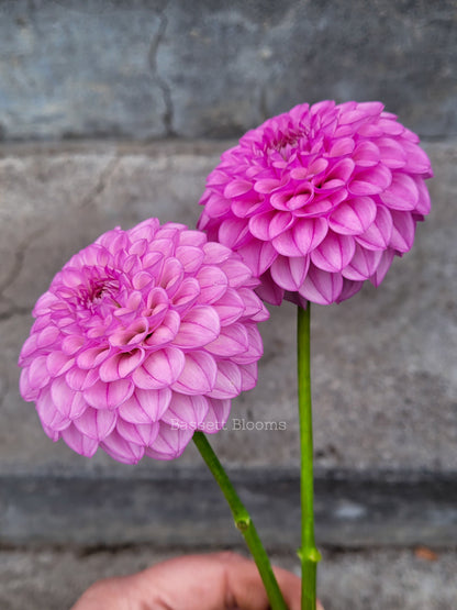 Pink Robin Hood - Dahlia Tuber
