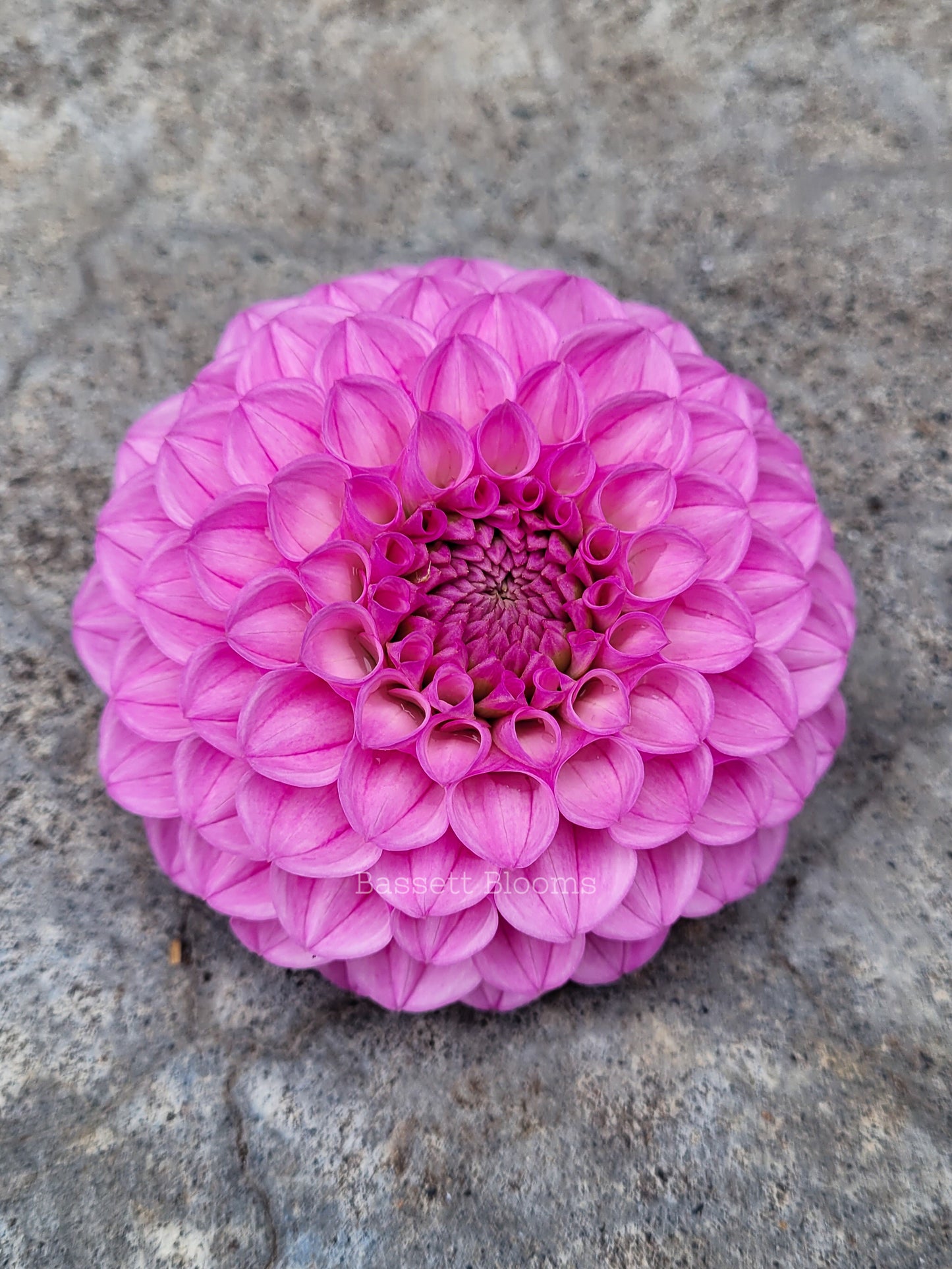 Pink Robin Hood - Dahlia Tuber