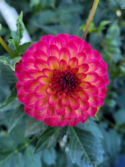 Raz  Ma Taz - Dahlia Tuber