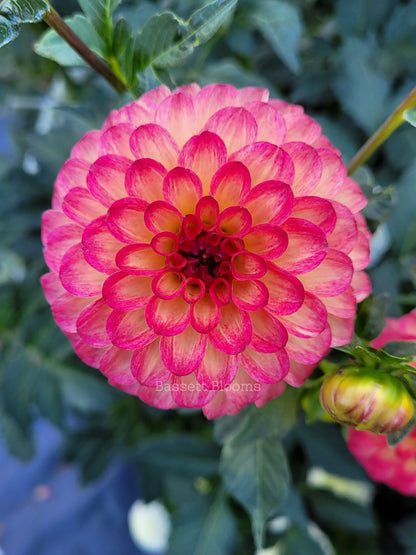 Raz  Ma Taz - Dahlia Tuber