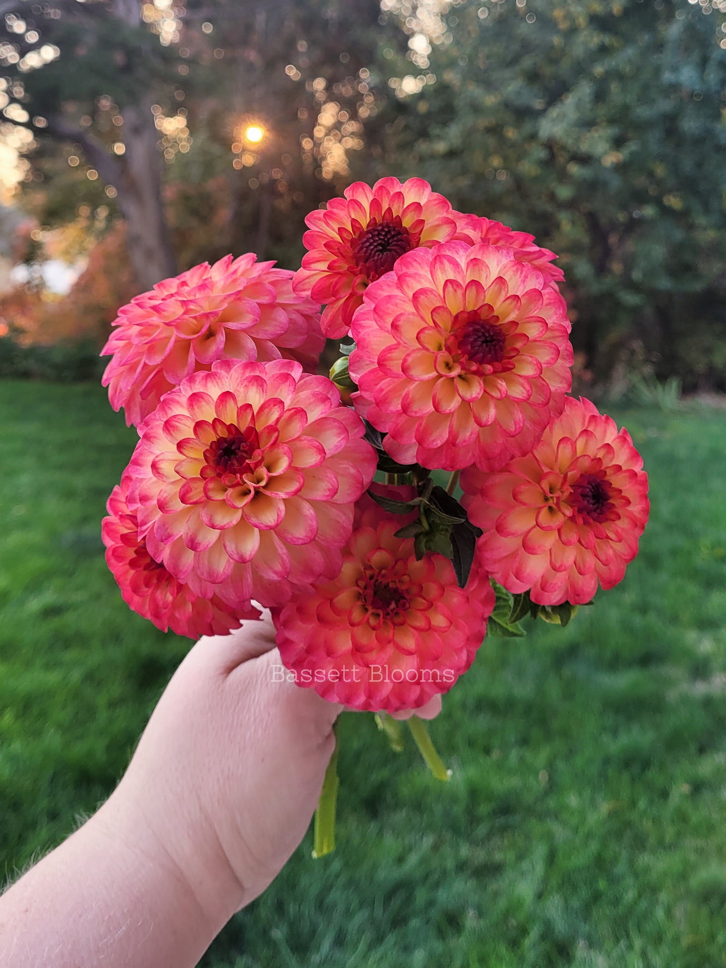 Raz  Ma Taz - Dahlia Tuber