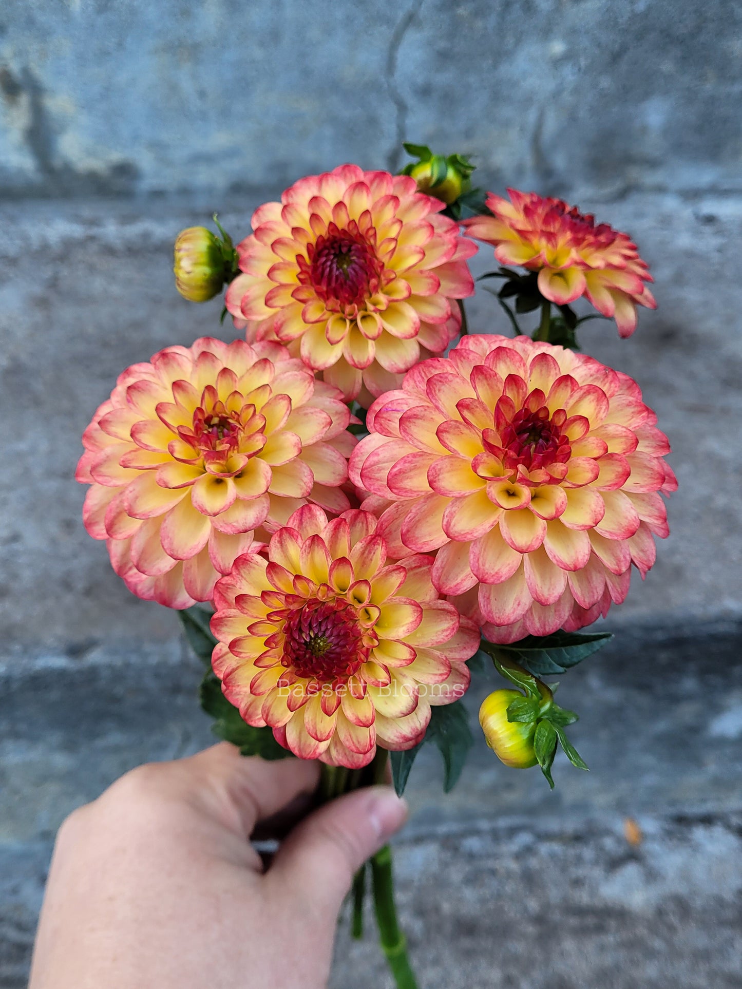 Raz  Ma Taz - Dahlia Tuber