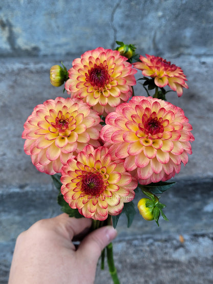 Raz  Ma Taz - Dahlia Tuber
