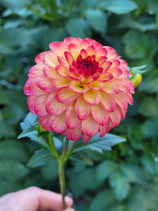 Raz  Ma Taz - Dahlia Tuber