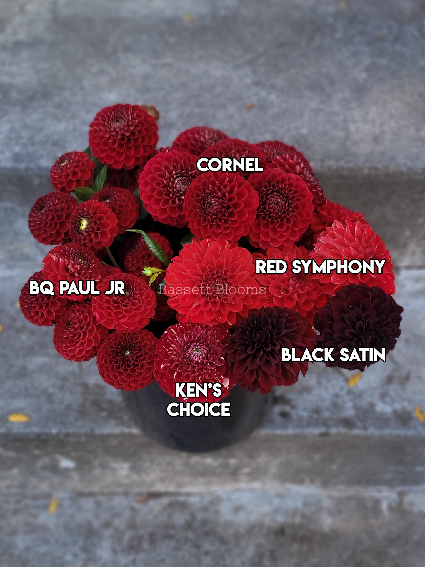 Cornel - Dahlia Tuber (4 PACK)