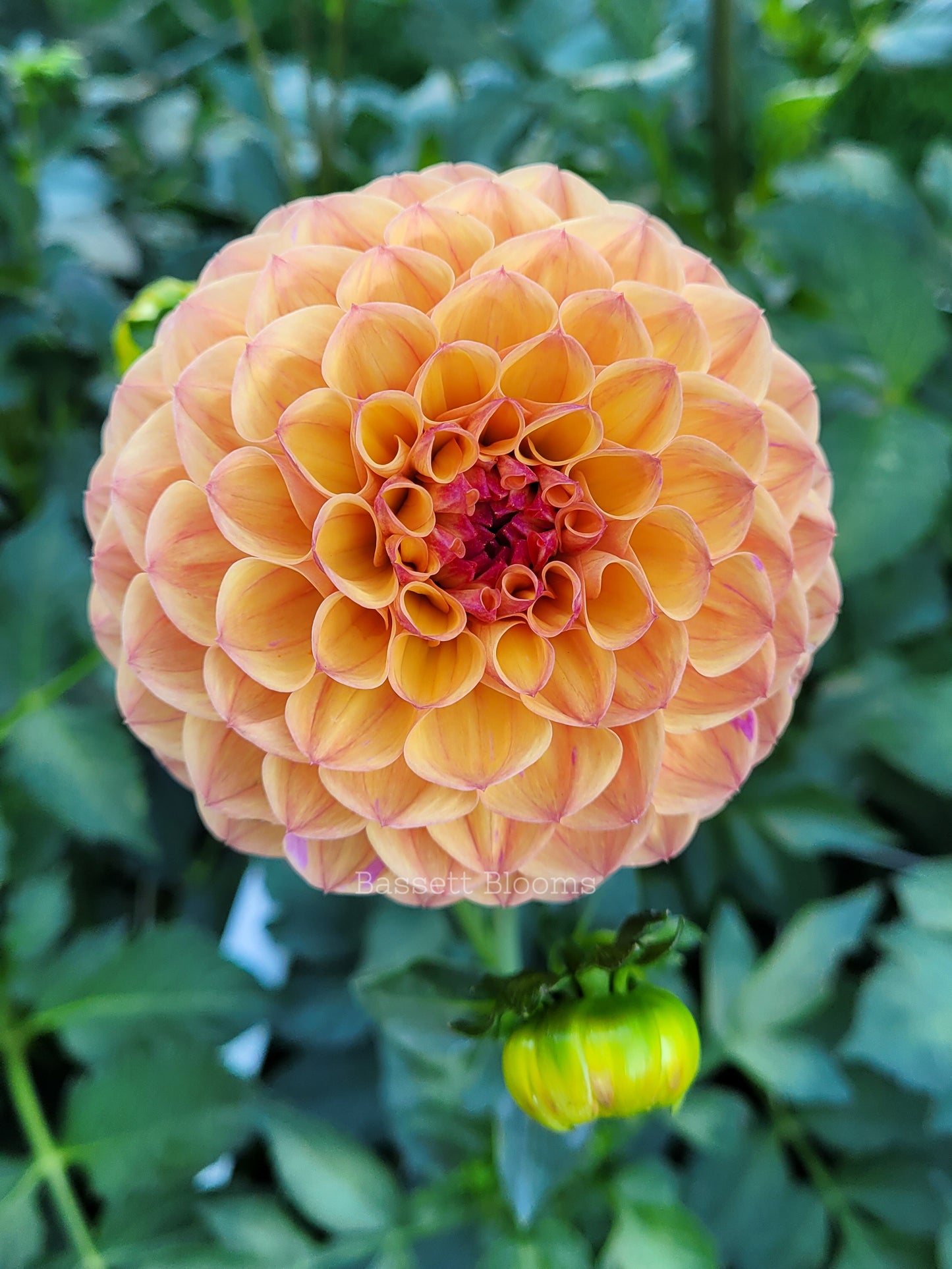 Robin Hood - Dahlia Tuber (4 PACK)