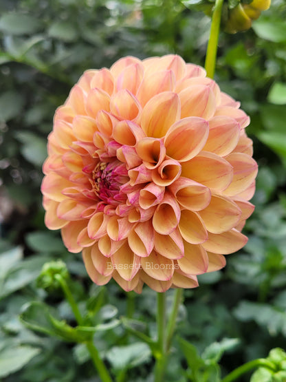 Robin Hood - Dahlia Tuber (4 PACK)