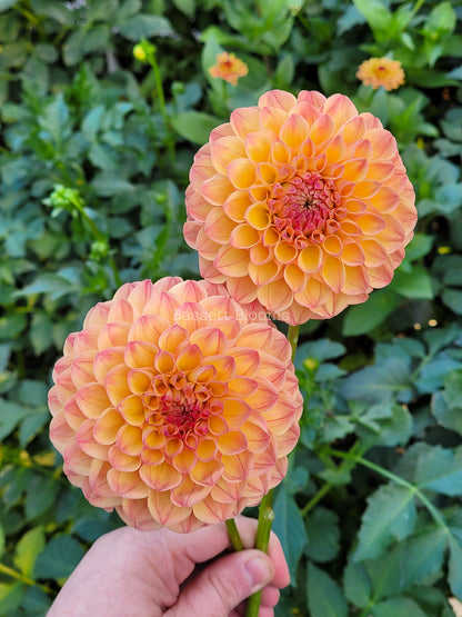 Robin Hood - Dahlia Tuber (4 PACK)