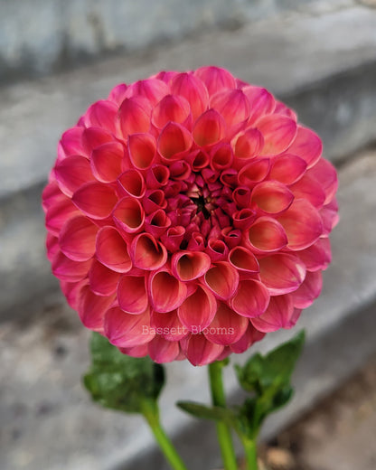 Robin Hood - Dahlia Tuber (4 PACK)