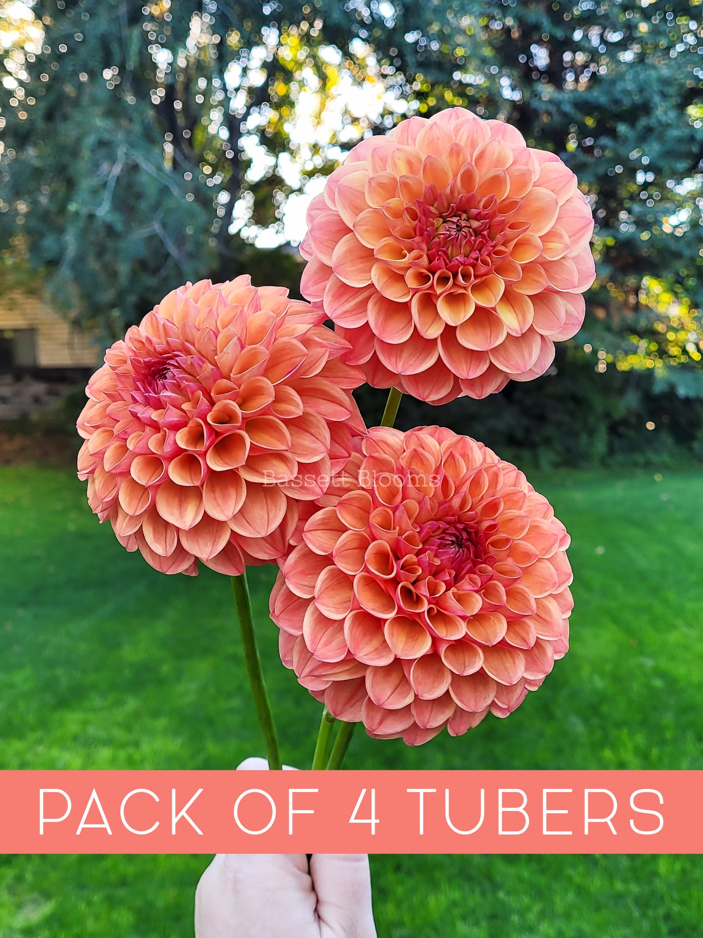 Robin Hood - Dahlia Tuber (4 PACK)