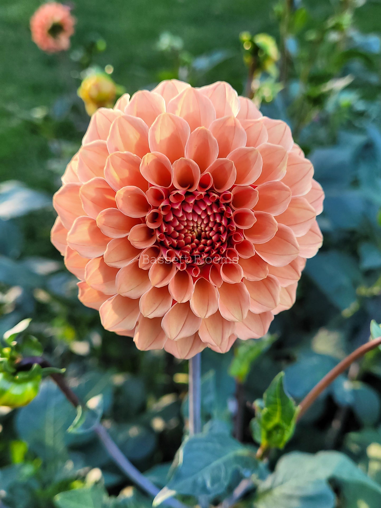 Rose Toscano - Dahlia Tuber