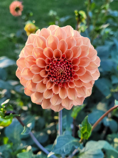 Rose Toscano - Dahlia Tuber