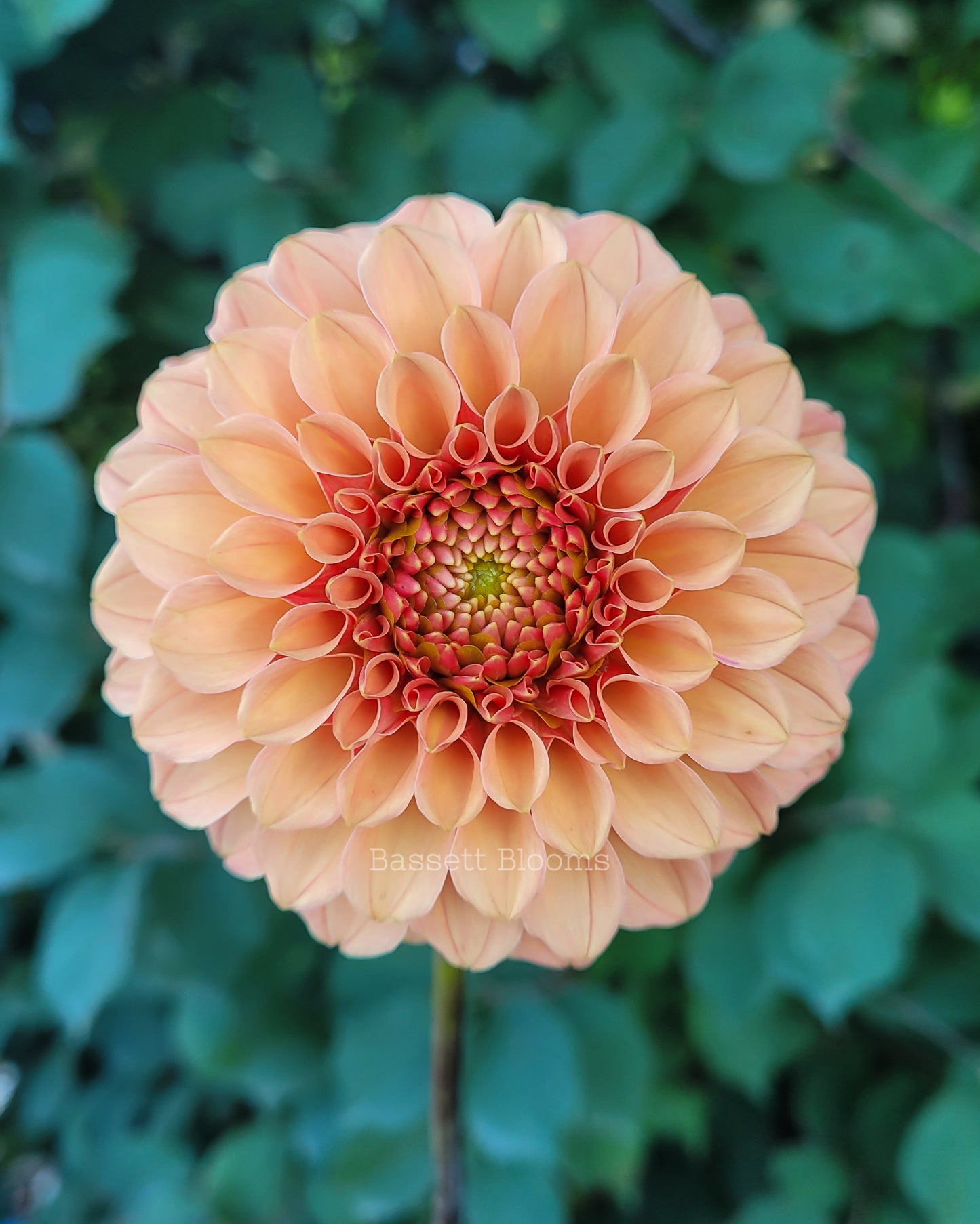 Rose Toscano - Dahlia Tuber