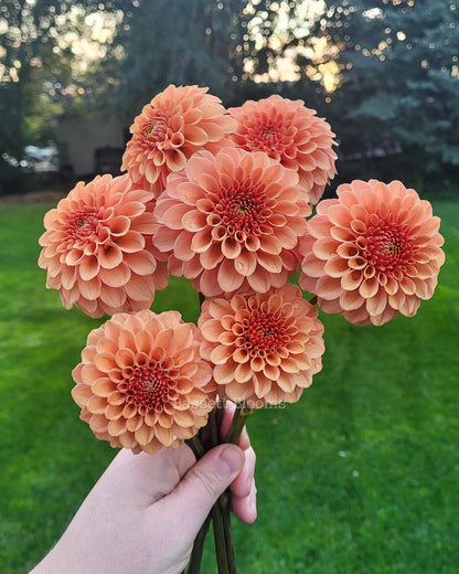 Rose Toscano - Dahlia Tuber