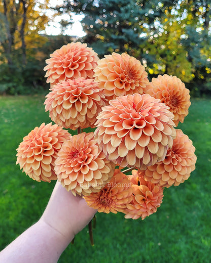 Rose Toscano - Dahlia Tuber