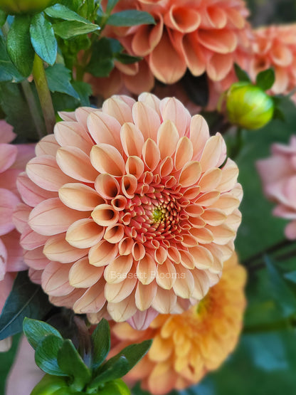 Rose Toscano - Dahlia Tuber