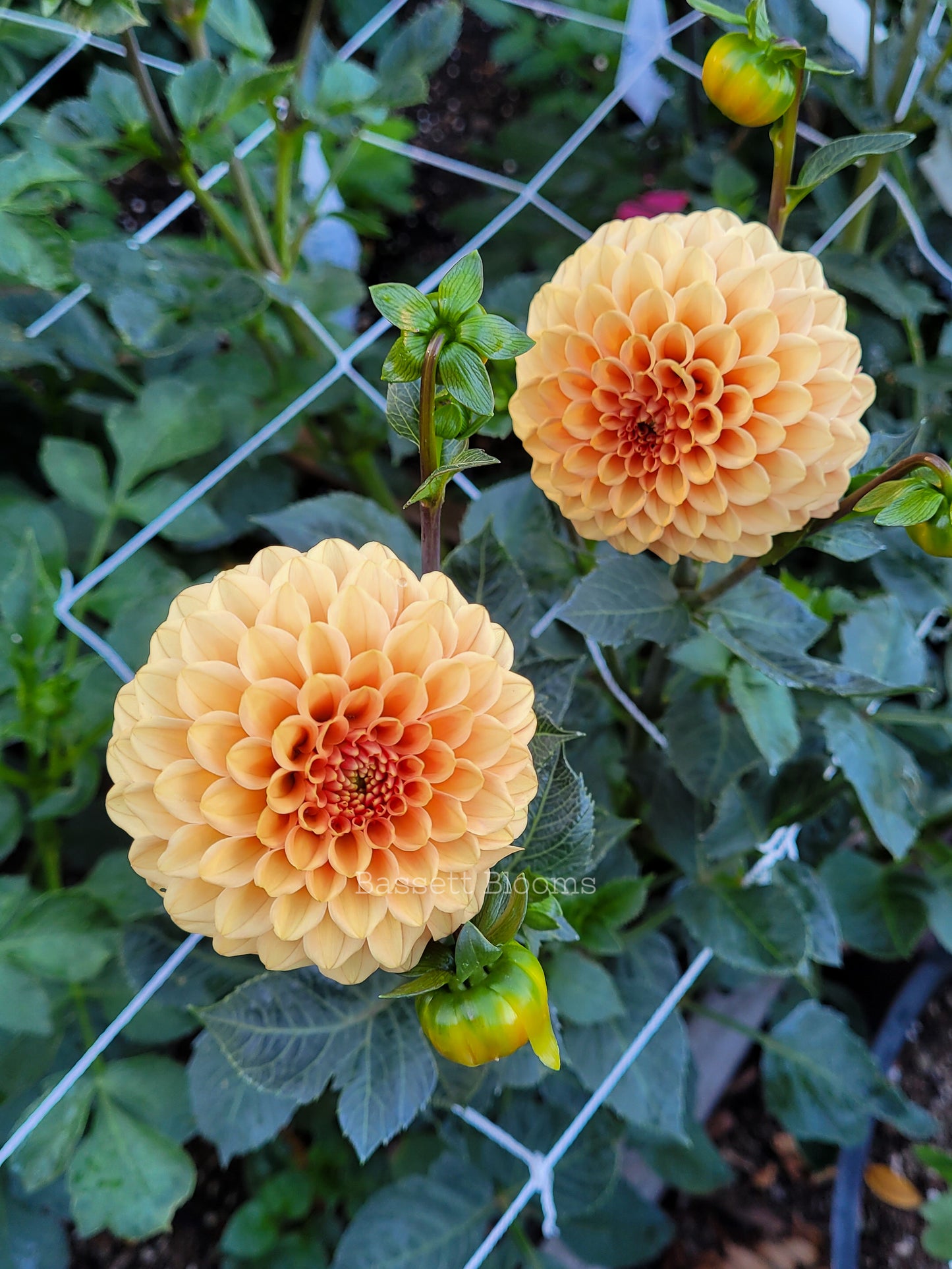 Rose Toscano - Dahlia Tuber
